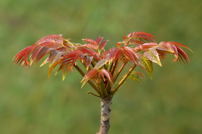 高巧燕：春风识尽“椿滋味”（外一篇）