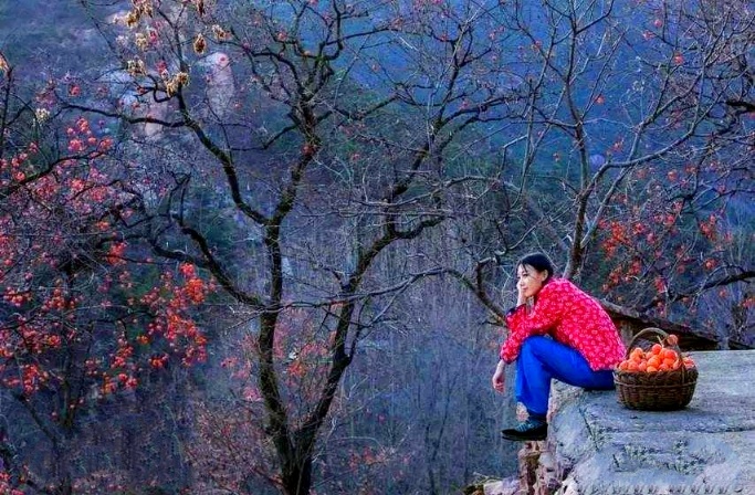 飞翔与逃离——评晓苏小说《老婆上树》