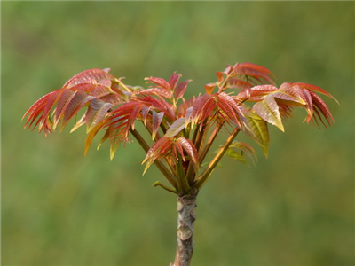 高巧燕：春风识尽“椿滋味”（外一篇）