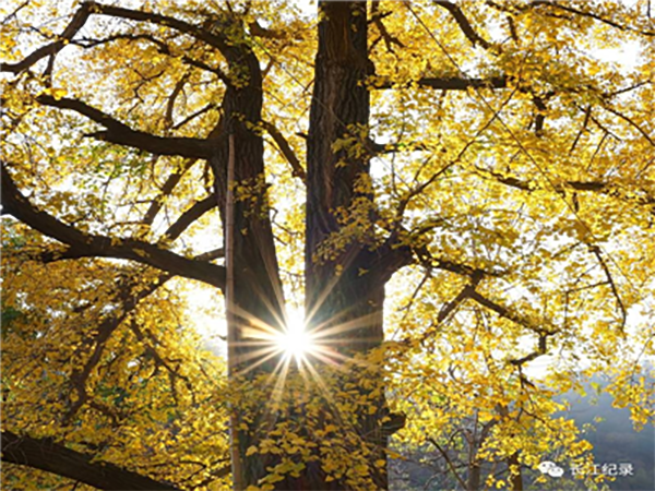 朱绍斌：那山 那人 那银杏——写在央视《记住乡愁.钱冲村》观后