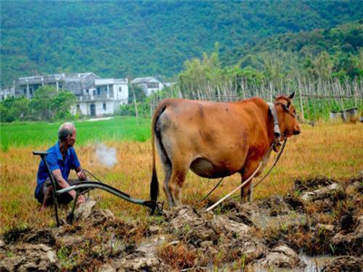 微型小说鉴赏：德富老汉的最后结局