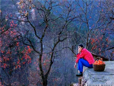 飞翔与逃离——评晓苏小说《老婆上树》