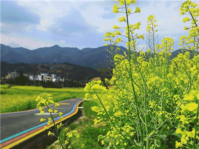 杨乐：油菜花香又一春