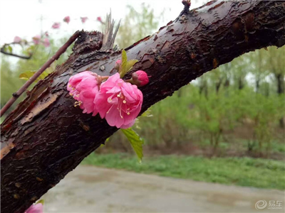 万清平：海棠花开