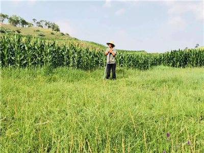 微型小说鉴赏：锄禾日当午