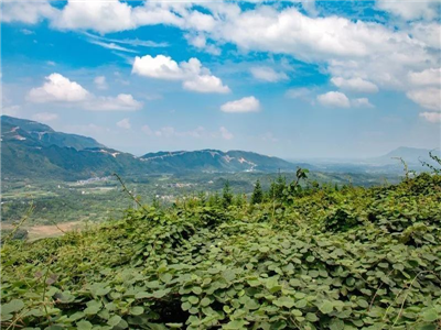 周耘芳：葛藤沟