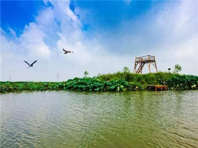 丁忠治：情润朱湖（组诗）