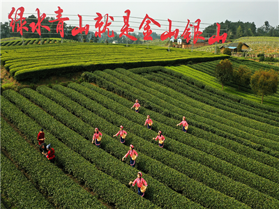 刘仁杰：春日里来采茶忙