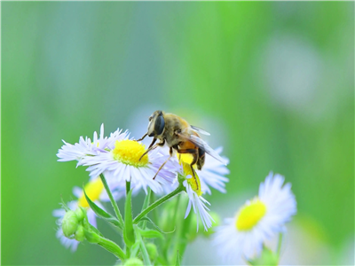 刘晓庆：我开始关注每朵盛开的花儿(外一首)