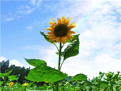梅赞：酒香华浓梦