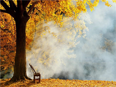 陈华玲：银杏花开