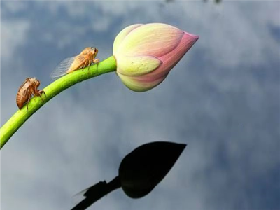 丁忠治：蝉的心事（诗三首）