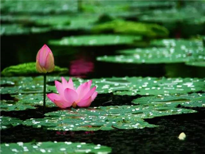 王洪涛：汈汊湖的乡愁（组诗）