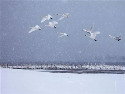 张世鑫：单纯中显丰富 平易中显雅致——杨旭东诗词《冬雁》赏析