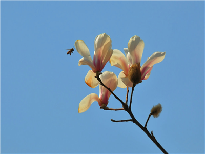 高巧燕：那些花儿