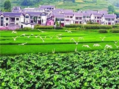 【获奖作品选登】王瑛：便引诗情到乡间