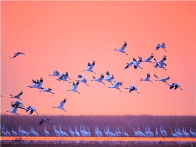 【获奖作品选登】枕水：携一方美丽山水，与韵鹤齐飞