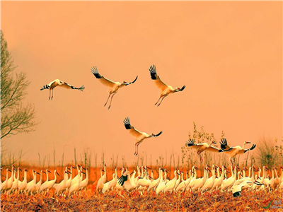 【获奖作品选登】吴基军：韵鹤，乡村最美颜值