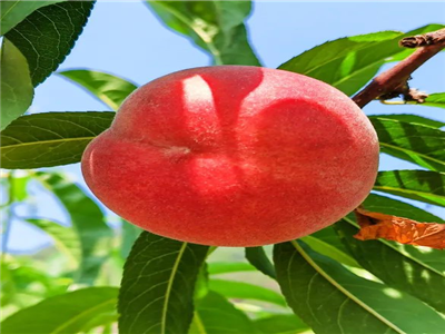 枕水：杨店六月行（组诗）