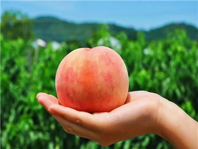 蒋红平：六月，杨店飞翔的蜜桃（散文诗）