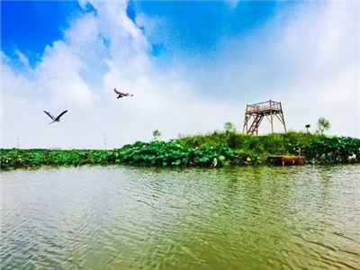 蒋红平：朱湖，写在古泽上的诗（外一首）