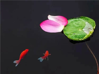 粮小熊：汈汊湖的一尾鱼（外一首）