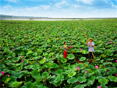 周耘芳：梦里汈汊湖
