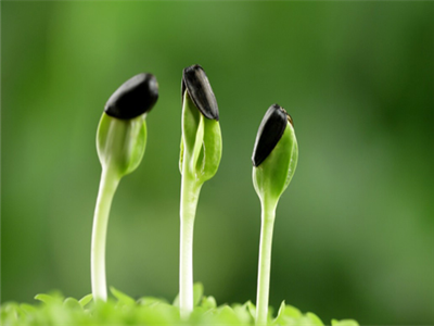 “春芽杯·我爱我家”青少年创意作文大赛启事