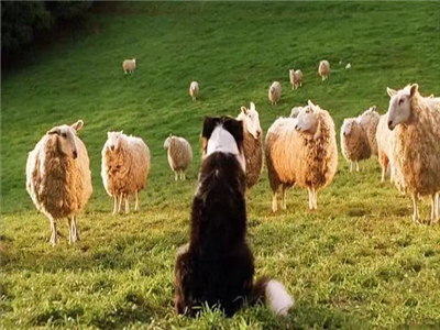 石飞扬：牧羊人