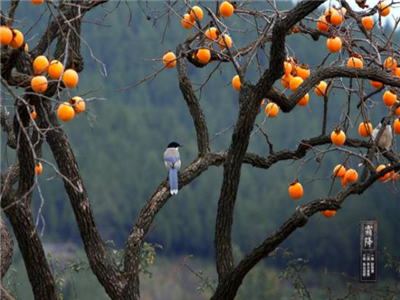 张水明：霜降碧天静落叶叠成