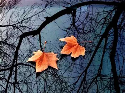 程文刚：三月落叶词