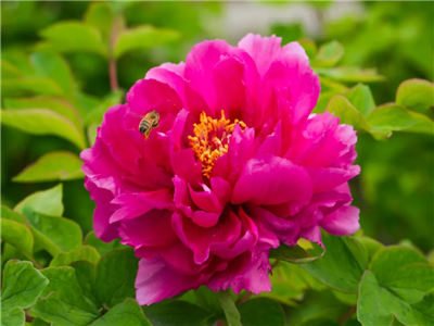 周耘芳：再进朱桥