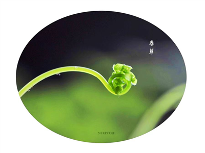 孝感市第二届“春芽杯·我看孝感”青少年创意作文大赛启事