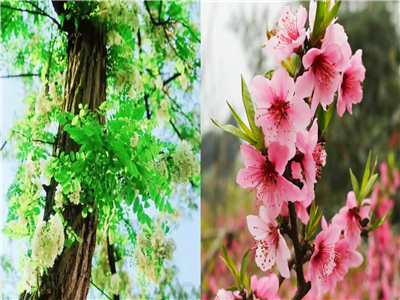 杨太元：家乡的