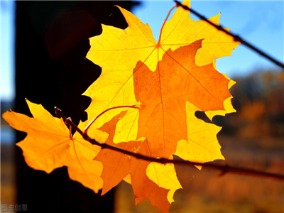 汪娇：秋意，是一个具象的名词