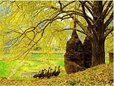 汪娇：秋天是一个动词