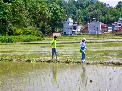 汪 娇：踏遍乡土皆是春